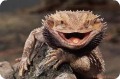 bearded dragon.jpg